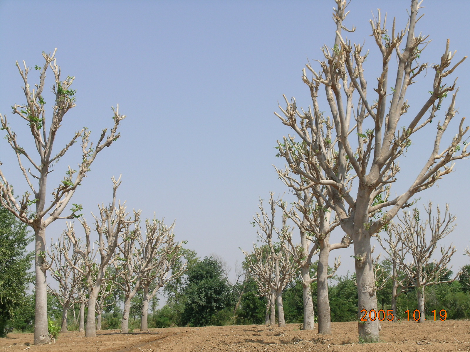 Fully lopped fodder tree ardu (Ailanthus excelsa)